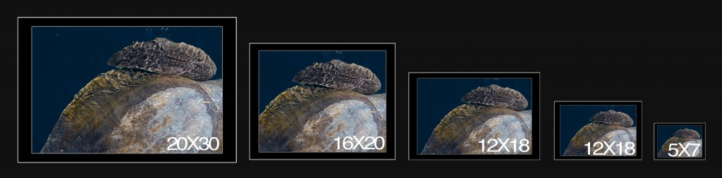 Print Sizes BIG