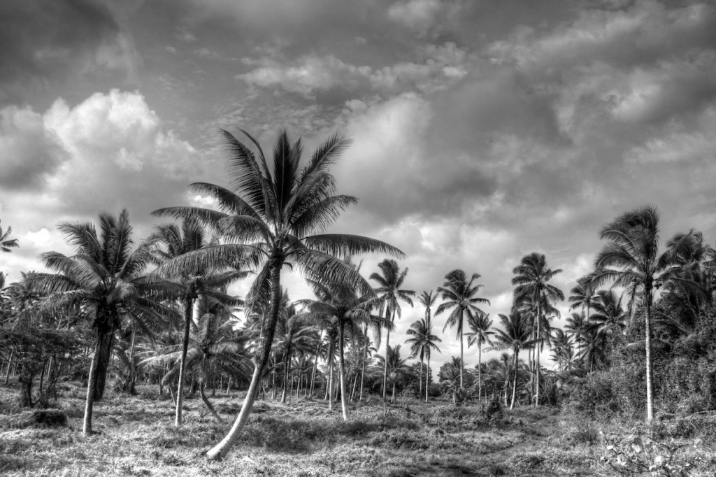 Palm Plantation