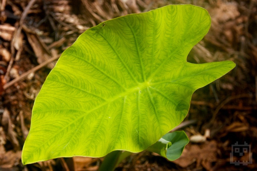 Taro Leaf