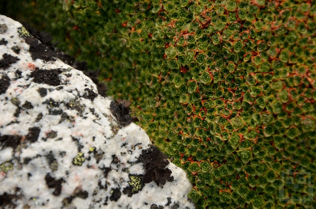 Close up rock