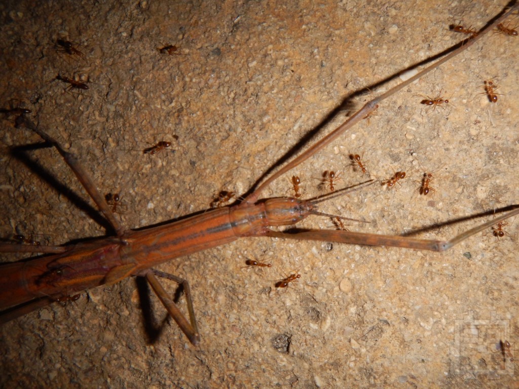 The evening entertainment: watching an army of ants destroy a massive stick insect.