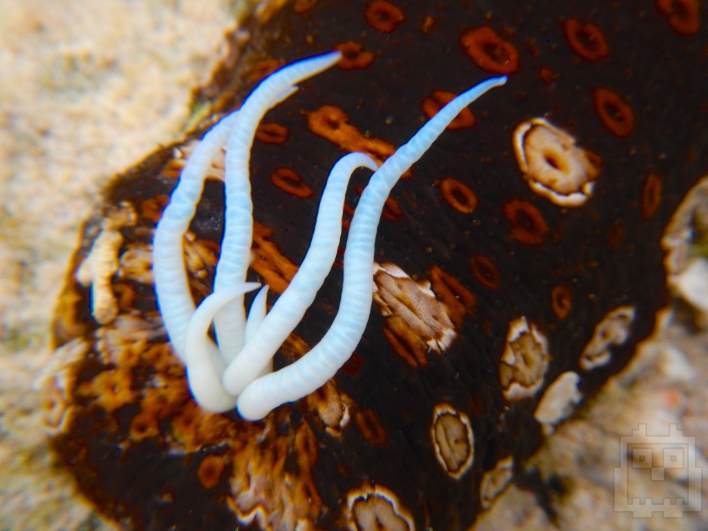 When sea cucumbers are threatened they release a sticky thread that distracts their enemy. In some species these threads can be poisonous. As a defense mechanism some sea cucumbers can even self-eviscerate parts of their own body. Crazy.