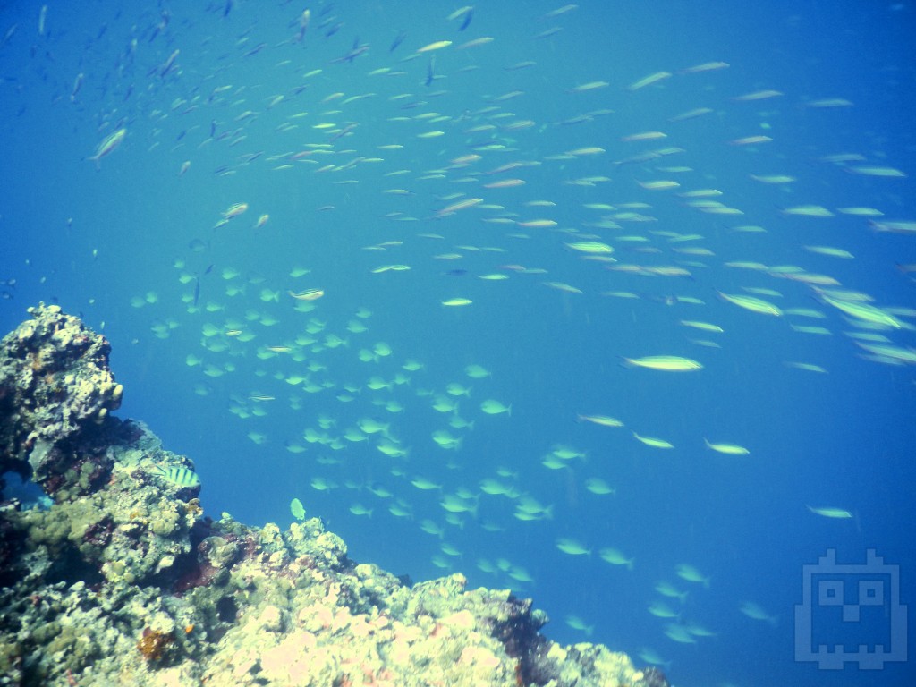 School of fish Swallow cave