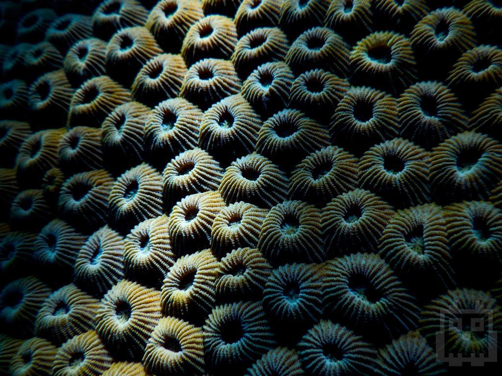 Coral a bit closer